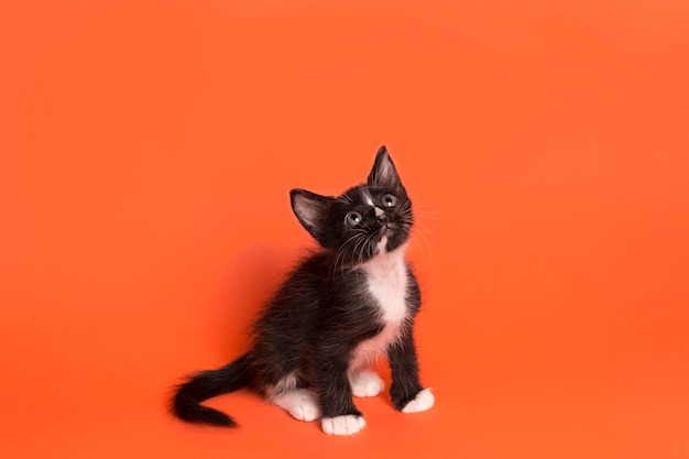 Photo chaton noir en orange