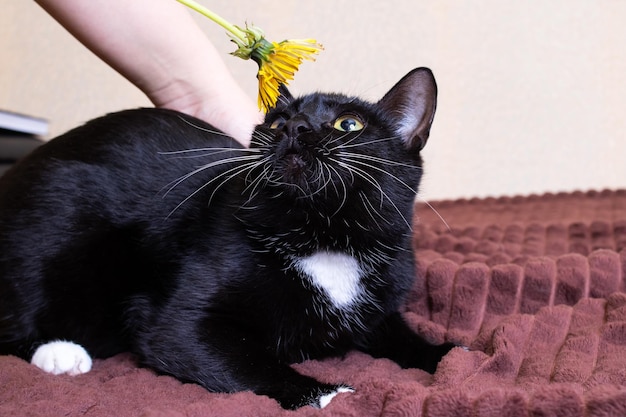 Chaton noir avec un pissenlit sur le lit