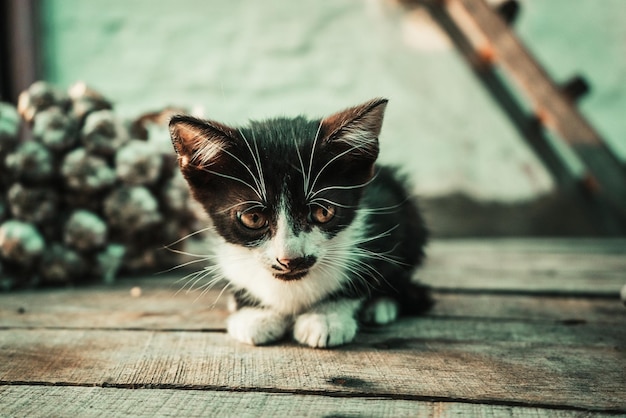 Le chaton noir se repose sur une table grise parmi une récolte de l'ail frais 1