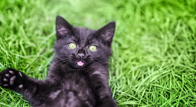 Chaton noir surpris en regardant la caméra sur un fond d'herbe verte Animaux drôles