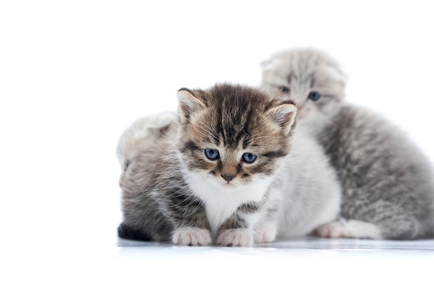 Chaton nouveau-né brun foncé aux yeux bleus étant anxieux en posant