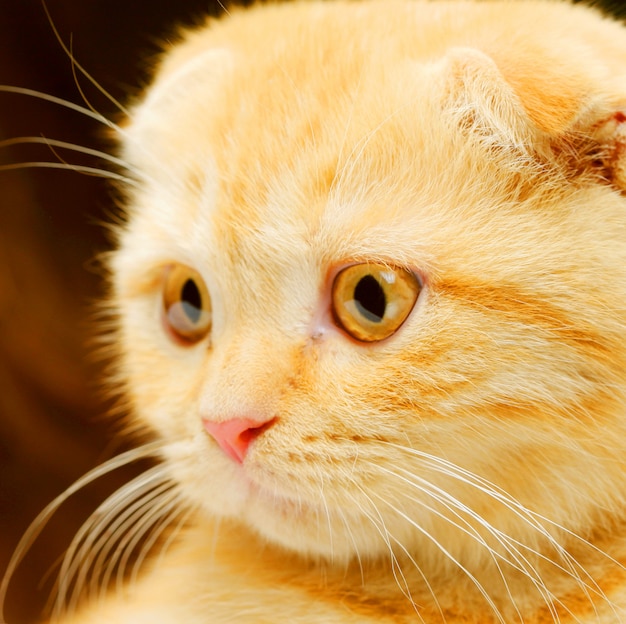 Chaton à oreilles rouges de l'Angleterre