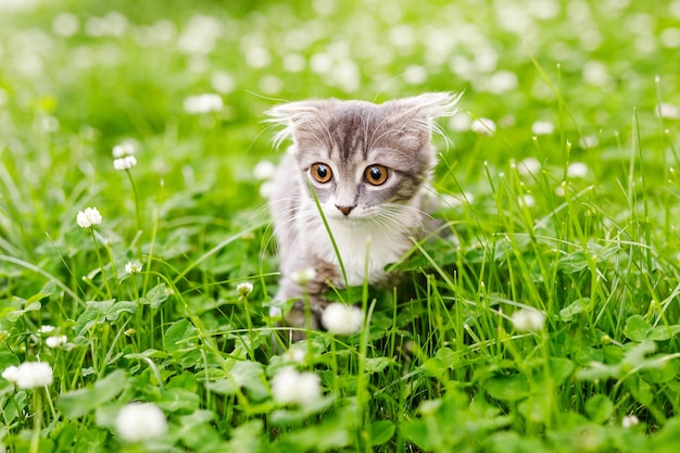 Un chaton à oreilles tombantes marche dehors dans l'herbe verte parmi les trèfles