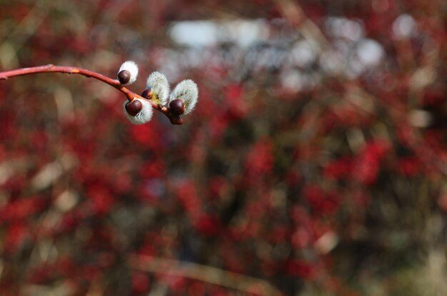 Chaton de paume et arbuste rouge