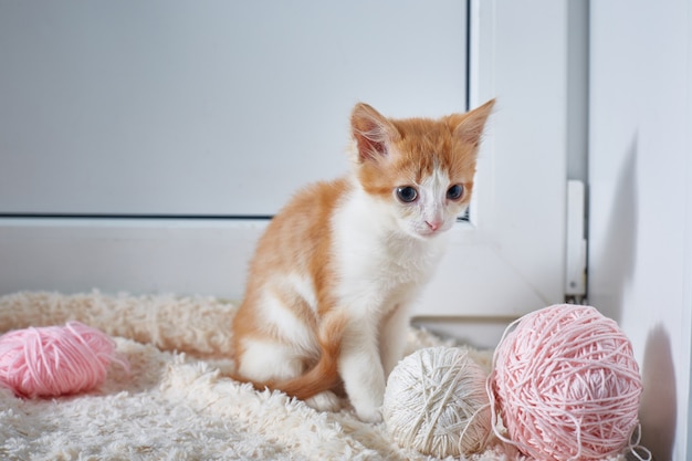 Chaton avec des pelotes de fil sur fond clair.