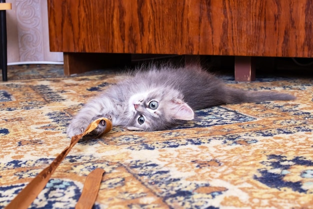 Chaton pelucheux gris jouant avec un ruban