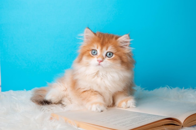 Chaton pelucheux avec un livre sur un fond bleu