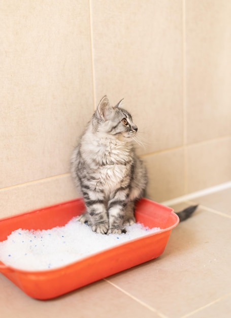 Le chaton pelucheux s'assied dans les toilettes dans le plateau