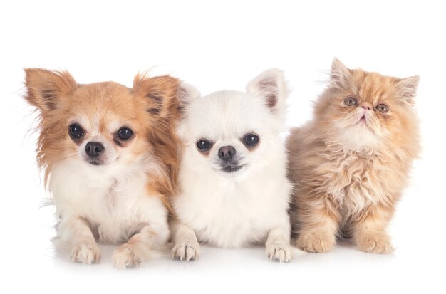 Chaton persan et chihuahuas