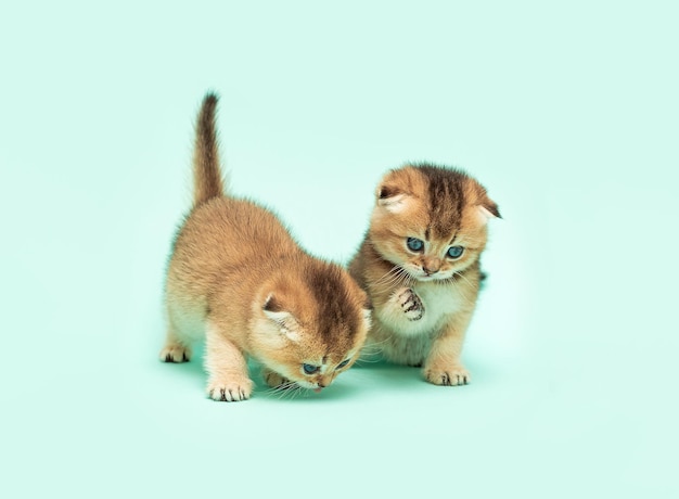 Chaton persan chinchilla doré. Petits chatons domestiques espiègles sur un fond bleu délicat