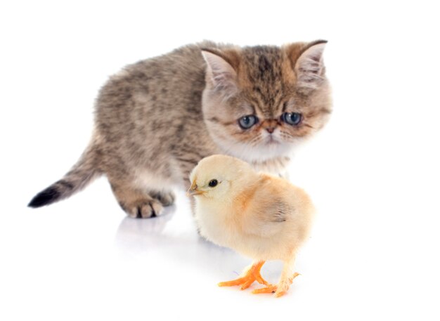 Chaton persan et poussin