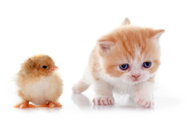 chaton persan et poussin