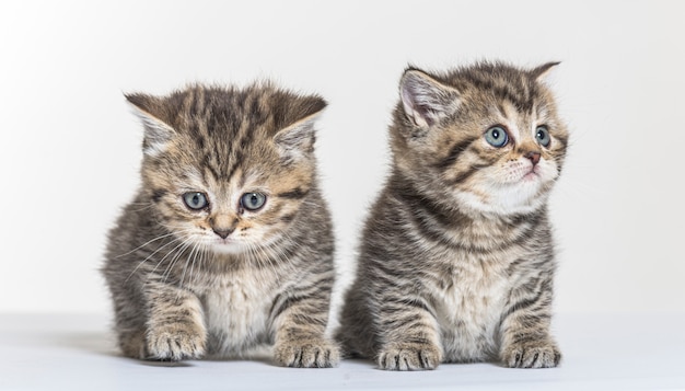 Chaton poil long britannique sur fond de papier blanc