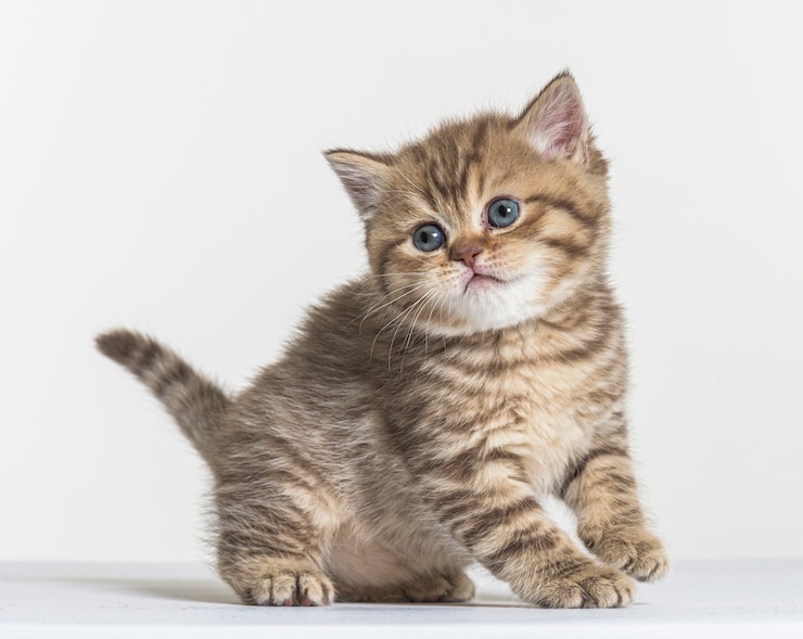 Photo chaton poil long britannique sur fond de papier blanc