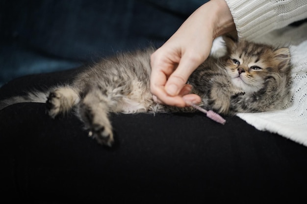 Photo chaton à poil long écossais des highlands