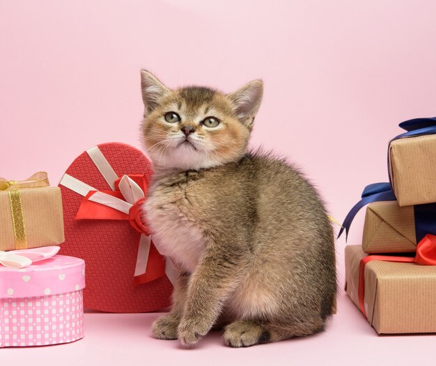 Chaton de race droite chinchilla doré écossais se trouve sur un fond rose et des boîtes avec des cadeaux, fond de fête