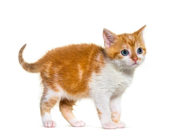 Chaton de race mixte chat gingembre et blanc isolé sur blanc