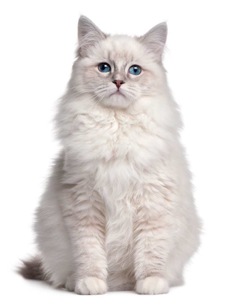 Photo chaton ragdoll, 5 mois,