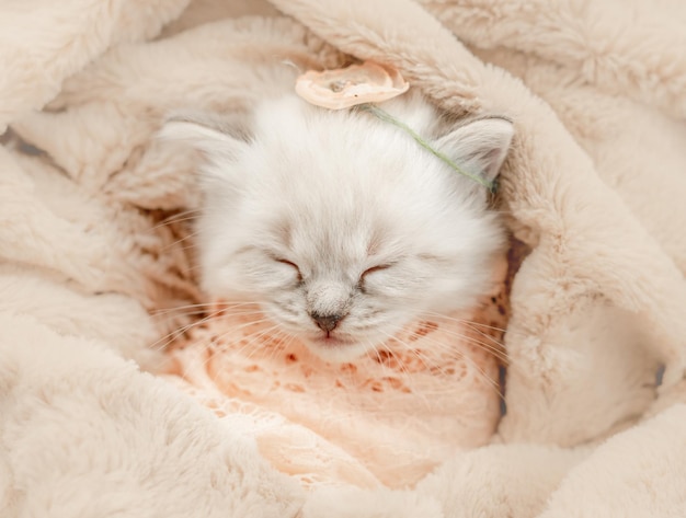 Chaton Ragdoll endormi