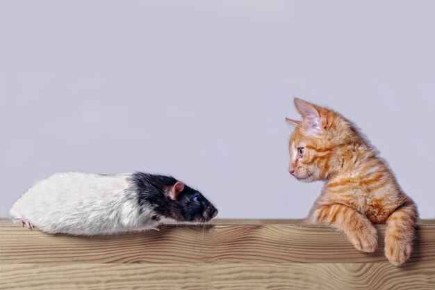 Photo un chaton et un rat assis sur une table en bois contre le mur