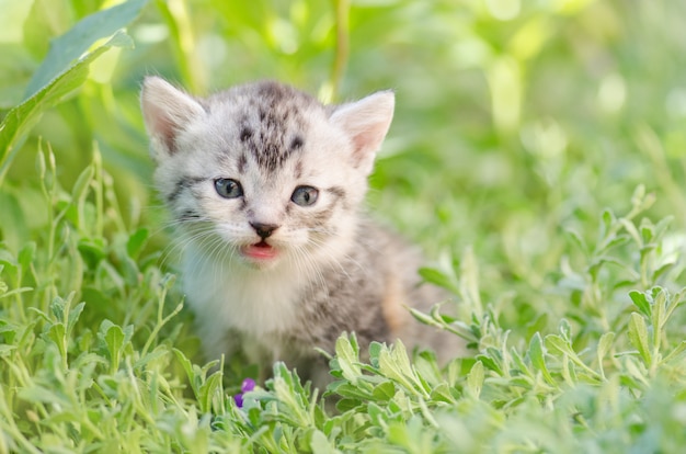 Chaton rayé assis dans l&#39;herbe