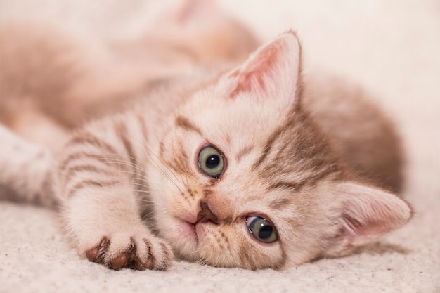 Le chaton rayé britannique ment