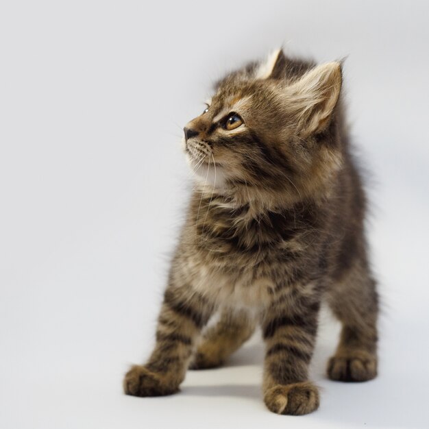 Chaton rayé drôle assis et souriant