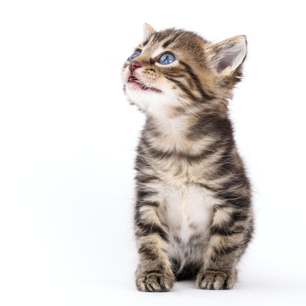 Chaton rayé gris est assis sur une surface blanche