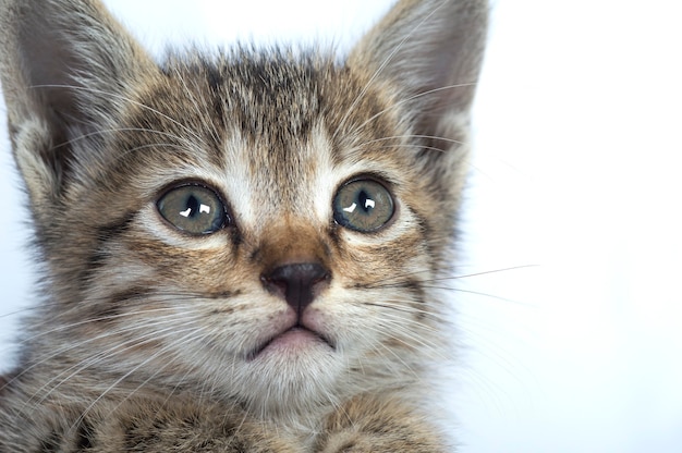 Chaton Rayé Gris Sur Fond Blanc, Petit Prédateur,