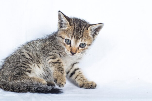 Chaton rayé gris sur fond blanc, petit prédateur,