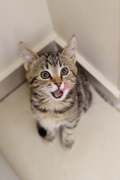 Chaton rayé montrant la langue