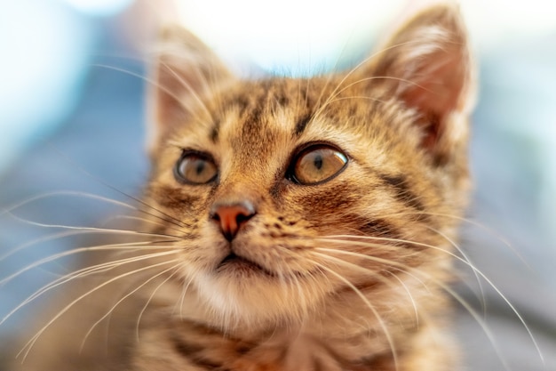 Chaton rayé rouge mignon se bouchent avec un regard intéressant se bouchent