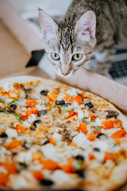 Photo chaton renifle la pizza