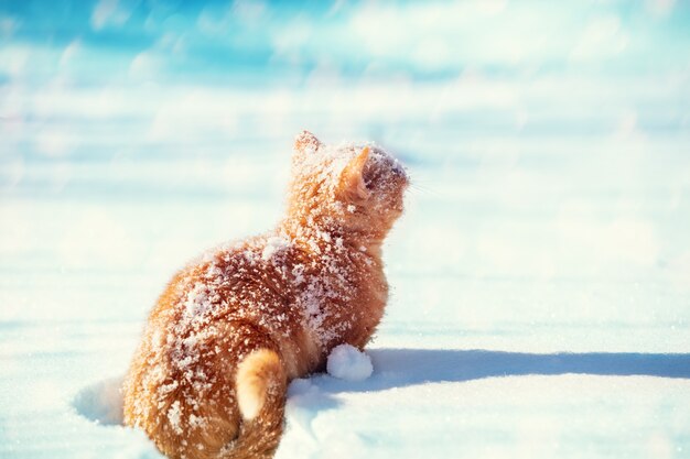 Chaton rouge assis sur la neige dans les chutes de neige