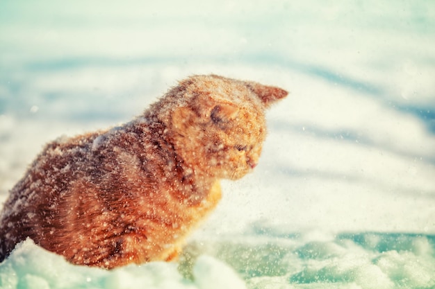 Chaton rouge assis sur la neige dans les chutes de neige