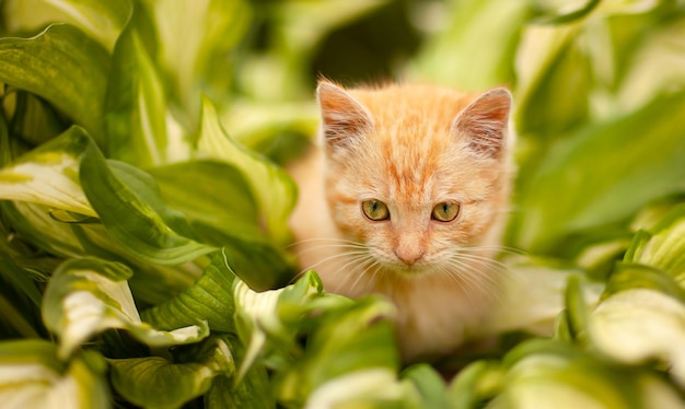 Chaton rouge dans les feuilles de l'hosta