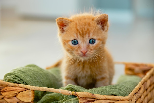 Chaton rouge dans un panier moderne