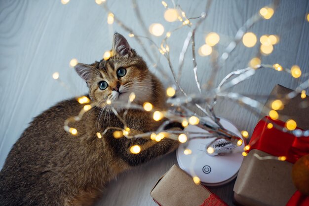 Chaton rouge drôle assis sur le sol en regardant des décorations de Noël brillantes. Mise au point sélective. Bokeh. Gros plan sur le museau de l'animal. Espace de copie.