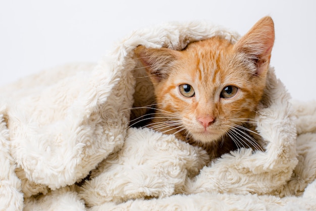 chaton rouge enveloppé dans une couverture