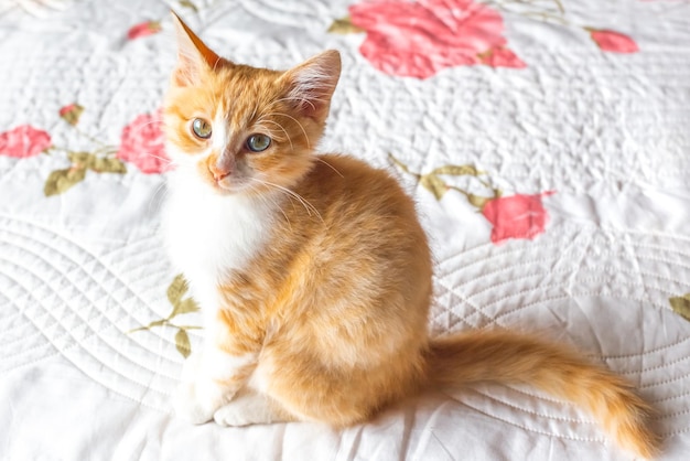 Le chaton rouge est assis sur une couverture blanche et regarde la caméra