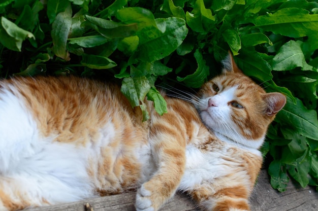 Le chaton rouge est dépouillé sur le sol près de la plantation d'oseille à l'extérieur de la maison.