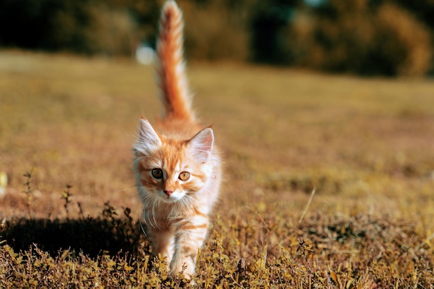 Chaton rouge gingembre sur l'herbe