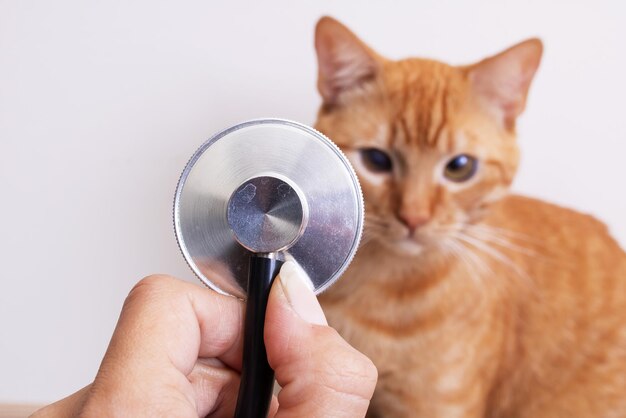 Chaton rouge jouant avec stéthoscope se bouchent