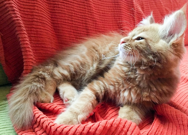 Chaton rouge Maine Coon