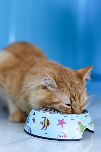 Le chaton rouge mange de la nourriture dans un bol.