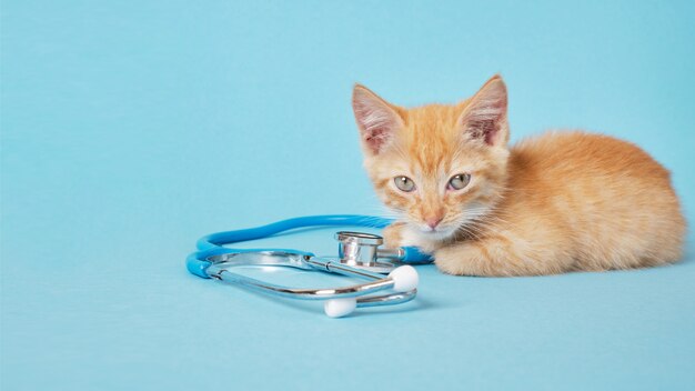 Le chaton rouge mignon joue avec le stéthoscope sur le fond bleu