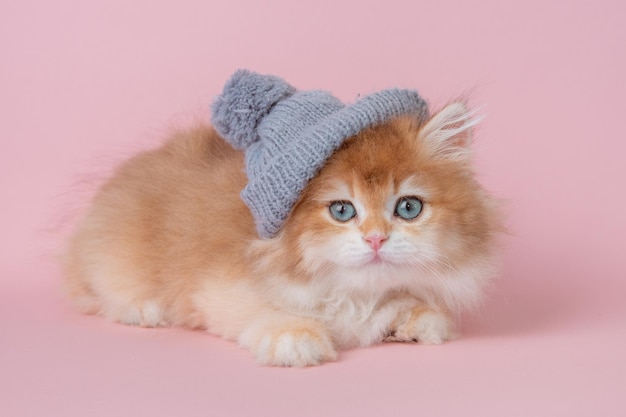 Chaton rouge moelleux dans un bonnet tricoté sur fond rose vêtements d'hiver