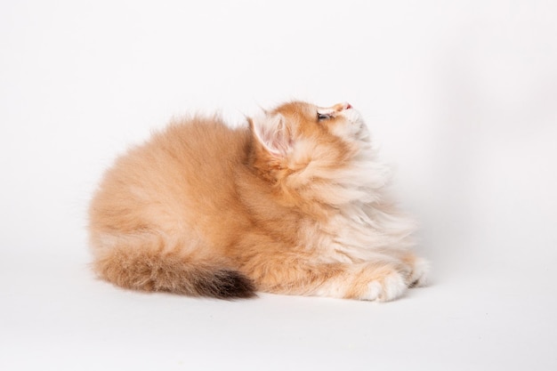 Chaton rouge moelleux sur fond blanc lève les yeux