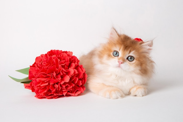 Chaton rouge pelucheux sur un fond blanc avec une fleur