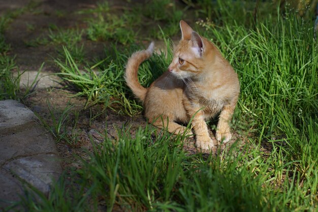 Un chaton roux est assis sur une clairière verte et regarde ailleurs.